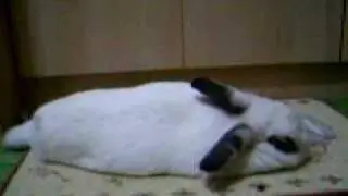 麻吉兔打瞌睡961206