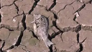 Неожиданные находки на графских прудах Часть 1