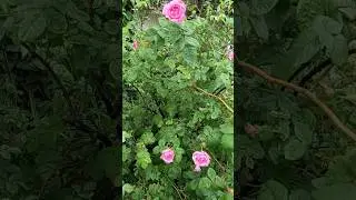 first roses are blooming⚘️💕/чайная роза #jazz #чайнаяроза #rose