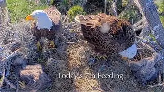 #218🦅NE32🐥23° & NE33🐥21°／NEFL 2025-2026／Gabby💗Beau／by American Eagle Foundation