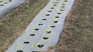 Aj&iacute; en Pasta - Agricultores Cayena, Tabasco, Jalape&ntilde;o - Hugo Restrepo y Cia S.A.