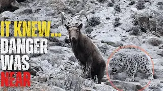 Watch How Ibex Senses Death Before Seeing It😮