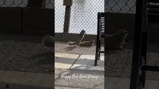 Mating or Fighting #animals #groundsquirrel #cuteanimals