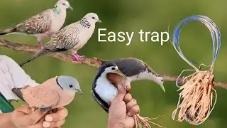A dove trap with string || Easily catch doves and pigeons and ducks in one trap
