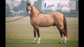 Karmawala No1 Horse