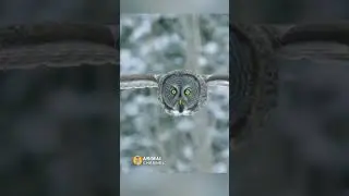 Owl hunts Vole with amazing stealth #animals