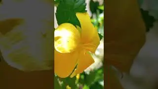 បានngshortsdវីឌីអូ YouTube Short performance Top  videos  Uon khom  2025  This Week at me