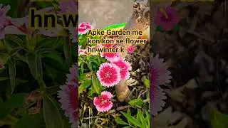 Winter flowering plants 🌱 🌺 #easygardening #greenrooftop #floweringplant #terracegardenindia