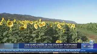 2018 Sunflowers in the Country event postponed