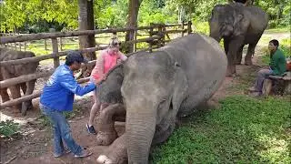 Riding Elephants Through The Meekong At Laos Elephant Sanctuary