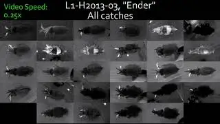 The Cuttlefish Hunting Pattern