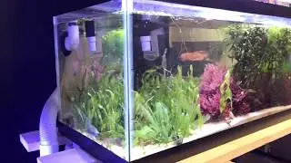 Weekly Chaeto Harvest
