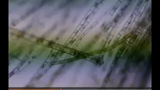 Life in a Single Drop | Aquarium Water Under the Microscope