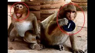 Update Sp! What Happen To Poor Sweetpea Monkey - Why Sweetpea Open big mouth,