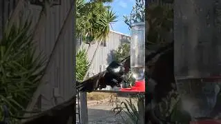 Tui Indecision in Slow Motion