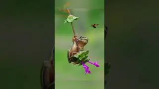 Ye Medak Nahi&hellip; Nature Ka Warning Signal Hai! ⚠️🐸