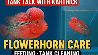 Flowerhorn Fish Care 🐟 | Feeding, Cleaning & Tank Tips | Tank Talk with Karthick