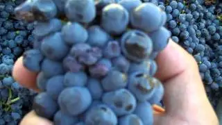Cabernet Franc - Perfect clusters at the crushpad