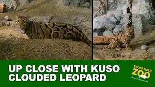 Up Close with Kuso Clouded Leopard