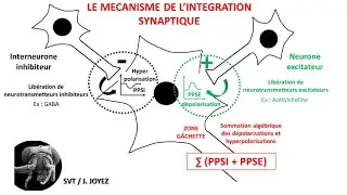 Synaptic integration of nerve messages: spatial summation, temporal summation