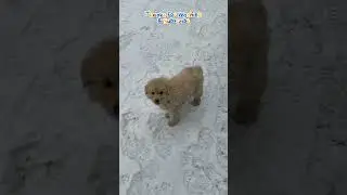 good puppies#videos#shortvideo #youtubeshorts #youtube