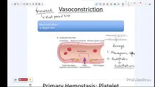 Transient Vasoconstriction (First step of hemostasis)#biology #learning 