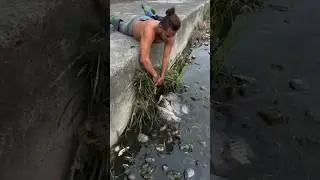 Discovering a Massive School of Tilapia Fish in a Local Pond