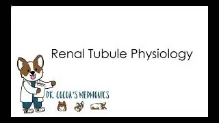 Renal Tubule Physiology