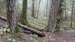 Exploring A West Coast Rainforest