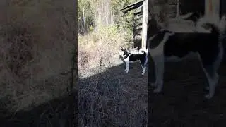 Химовское зимовьё,изба