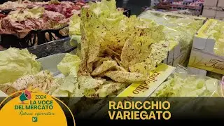 La voce del Mercato 12.01.2024: Radicchio Variegato e Radicchio  Rosso Tardivo
