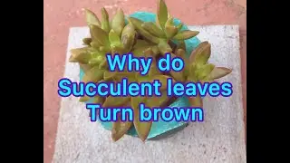 || WHY DO SUCCULENT LEAVES TURN BROWN ||