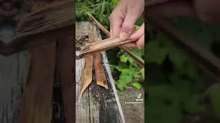 Using the take end (butt end) of the harakeke to make a frame. #diy #harakeke #maori #raranga #fyp