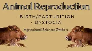 🐄 Agricultural Sciences Grade 12 | Animal Reproduction, Birth Parturition, Dystocia! 🐐🥛
