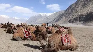 ||Bactrian Camel🐫 ||Double humpcamel ||Nubra Valley ||Diskit ||Leh ||Ladakh ||camelride ||colddesert