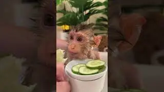 BiBi knows how to chill  | Curious Monkey Family's Daily