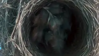 WHAT'S IN THAT ROBIN'S NEST