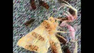 killing house flies