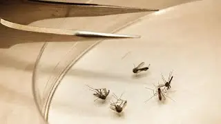 Three human cases of West Nile virus reported by Utah health officials