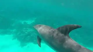 Delfinschwimmen Hurghada | Delfin Tour & Schnorcheln 2025