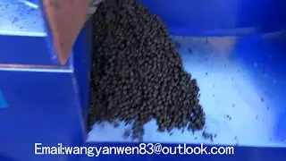 KHL-500 Organic Fertilizer Ball Granules Machine Working Video