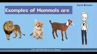 What are vertebrates?   #vertebrates  #science  #animalkingdom #education