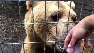 Bear necessities! Snorfling, snorting, sniffing, grunting, licking and checking out enrichment!