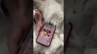 My cat pulled Shiny Charizard Ex for his first try! #pokemon #cat #pokemontcg #pokemontcgpocket