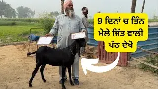 9 ਦਿਨਾਂ ਚ ਤਿੰਨ ਮੇਲੇ ਜਿੱਤ ਵਾਲੀ ਪੱਠ ਦੇਖੋ