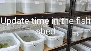 new fry  rack and goldfish update