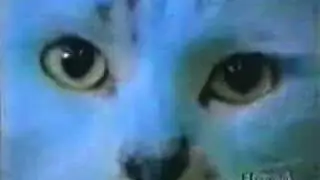 cat morph