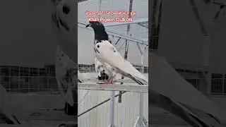pigeon #birds #pigeon #kabootarbazi #kabutar #music #foryou #fypシ゚viral #fypシ゚ #fyp #songs #shorts