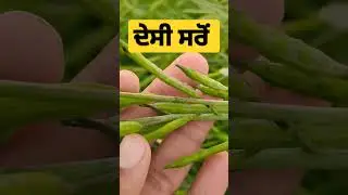 Desi Mustard Seed #crops #mustrad #sarso #oil