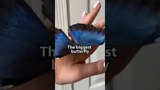The Biggest Butterfly 🦋 in the world 🌎#foryou #facts #viral #fypシ #didyouknowfacts #viralvideo #fyp